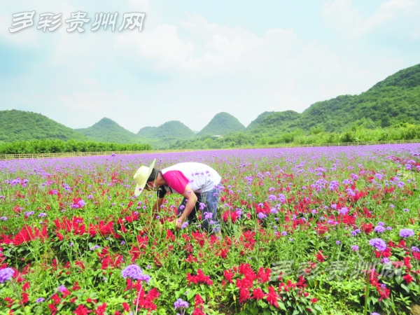 贵阳首届农业嘉年华开幕 城乡居民休闲花园(图5)