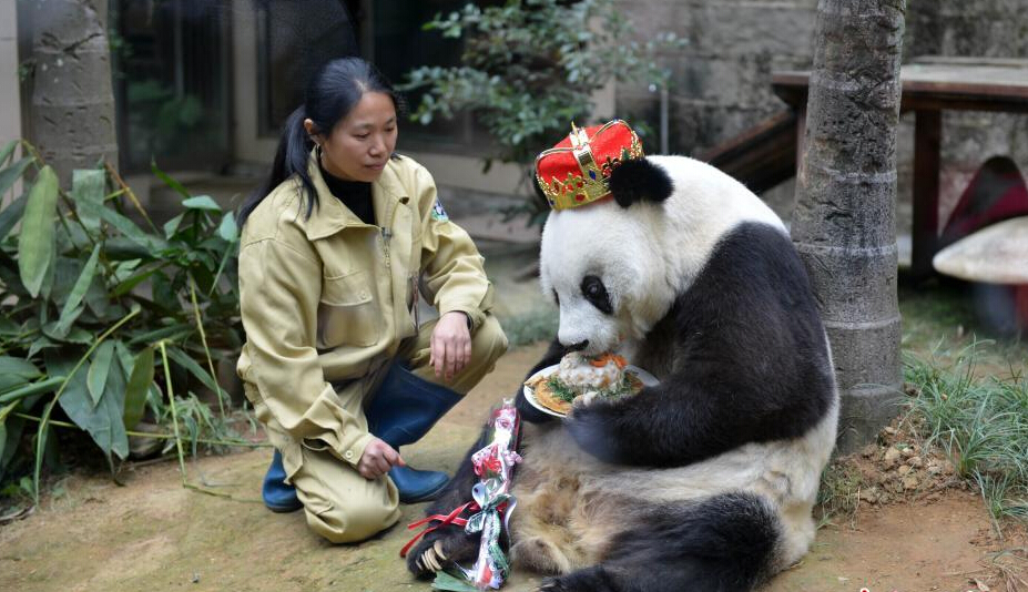熊猫明星“巴斯”迎35岁生日 相当人类百岁